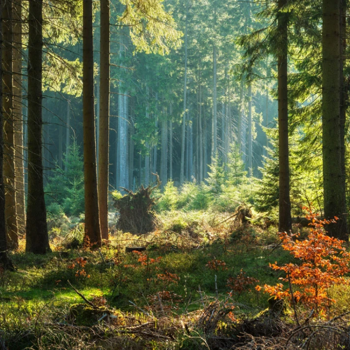 La forêt: un investissement avantageux